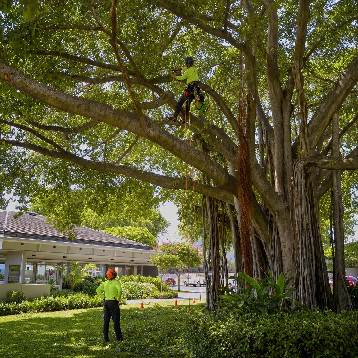 Tree care project completed by Tree Care Experts in Oahu