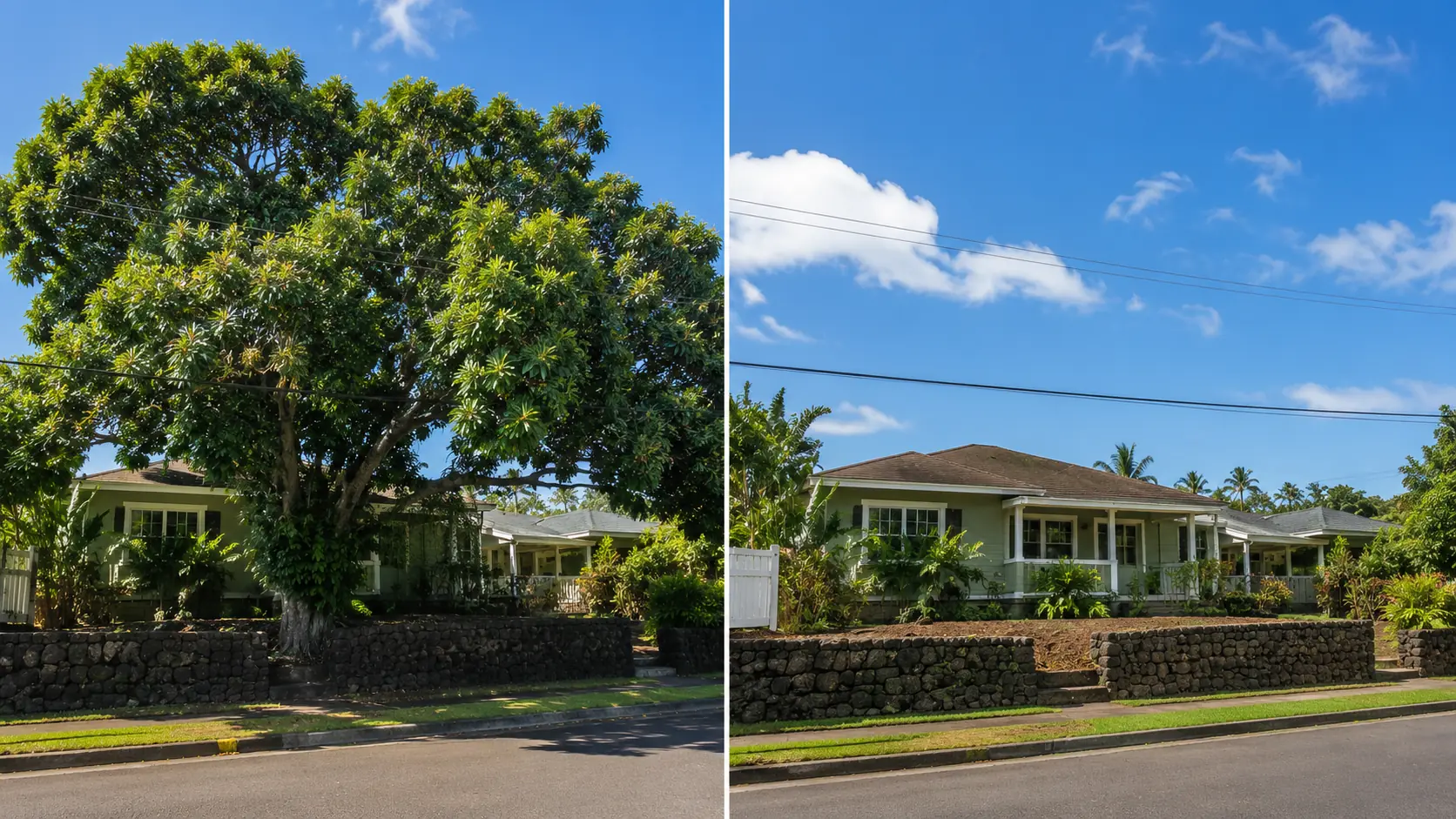 Before and after tree removal at a Kaimuki residence