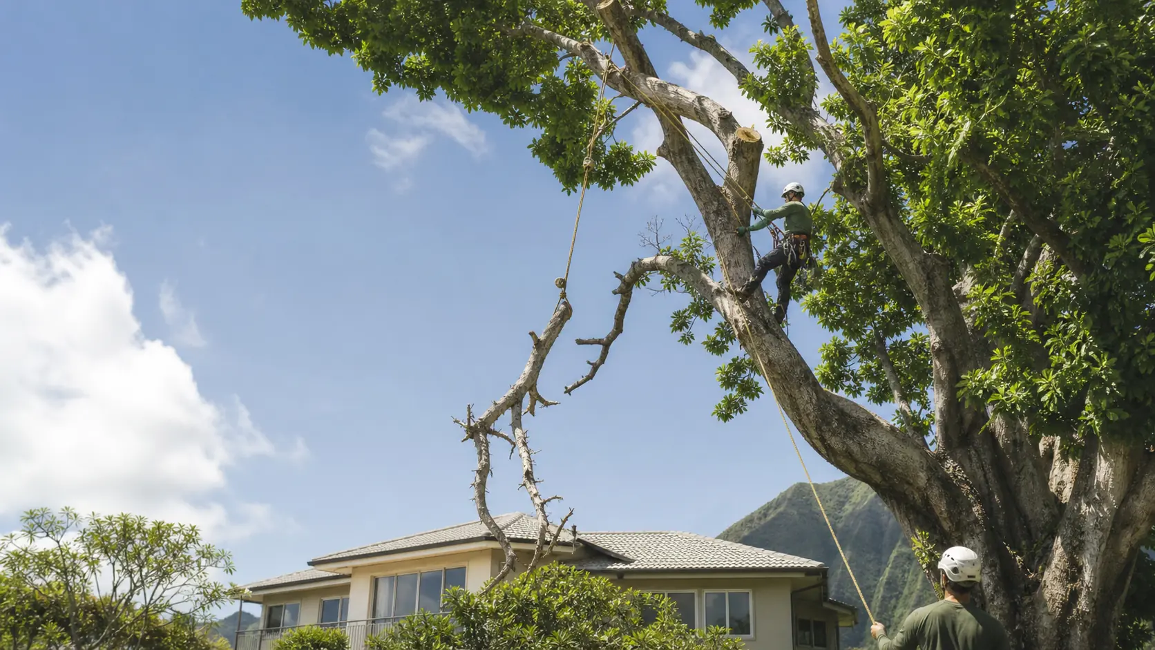 Deadwooding Honolulu, HI - Remove the Risk Before It Falls