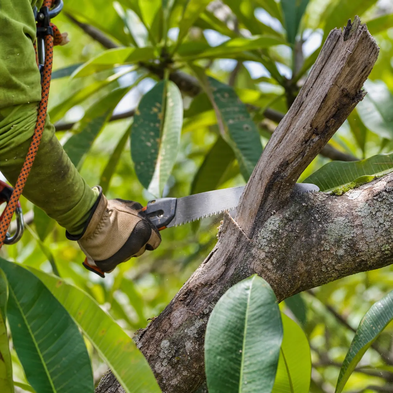 Arborist removing dead branches from a tree in Honolulu