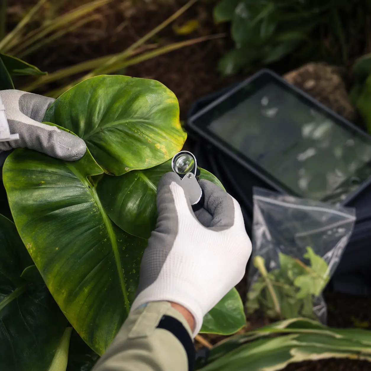 Arborist inspecting tree health in a Honolulu yard