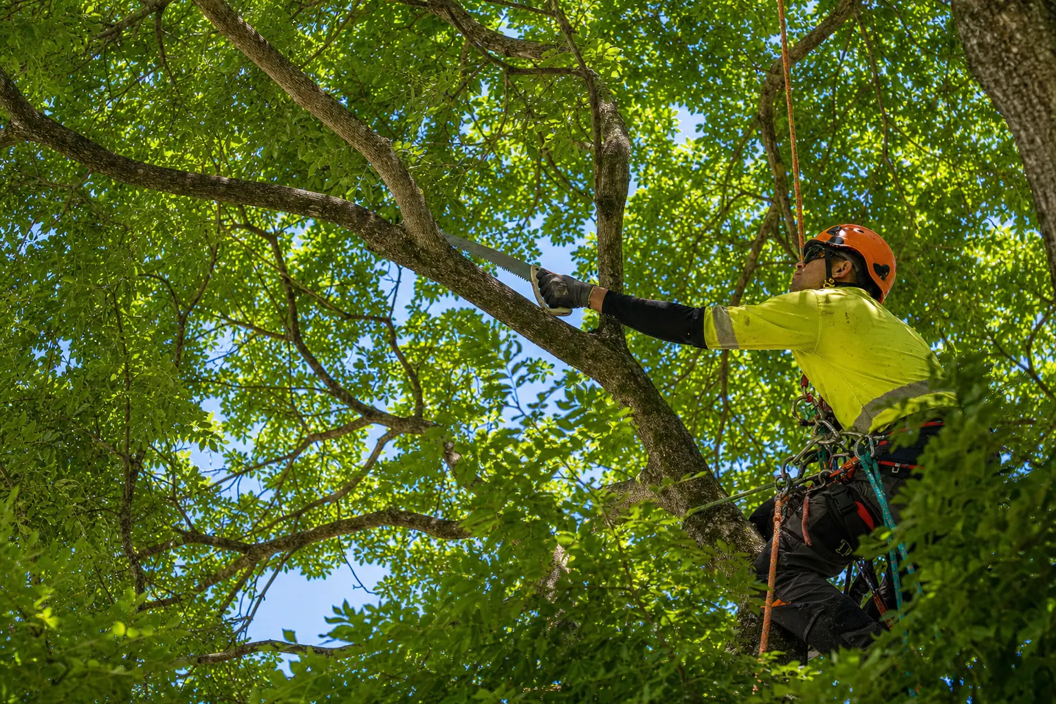Arborist thinning a dense tree canopy in a Honolulu yard