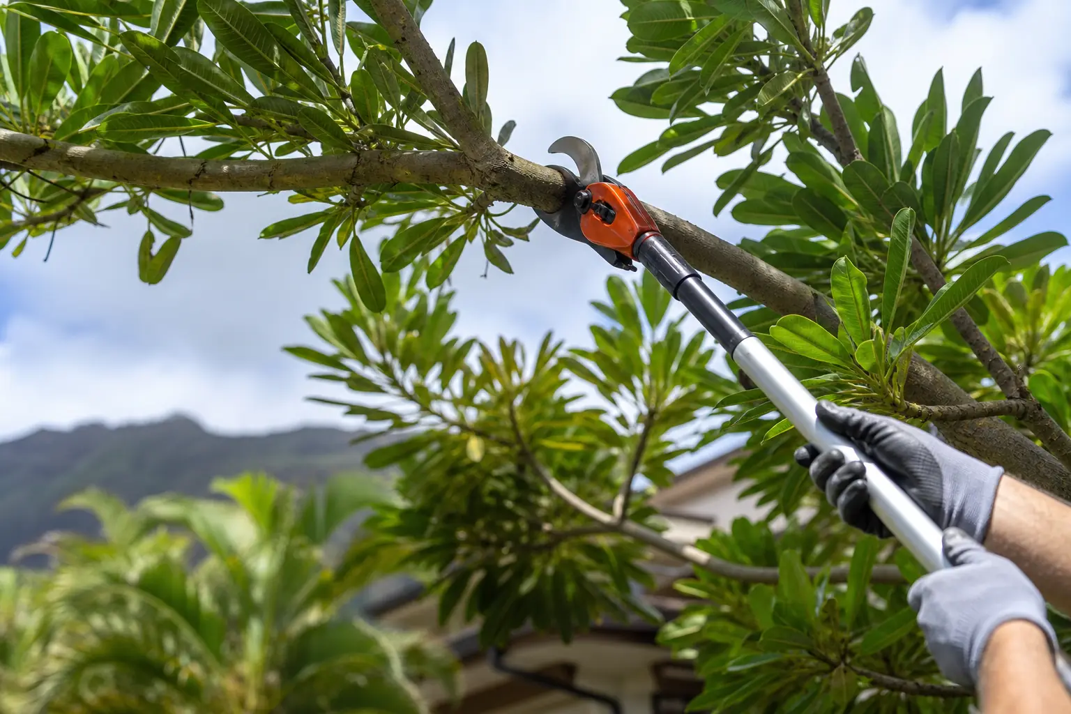 ISA-certified arborist trimming a tropical tree in Honolulu